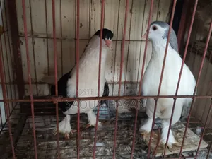 Siraji Pigeon
