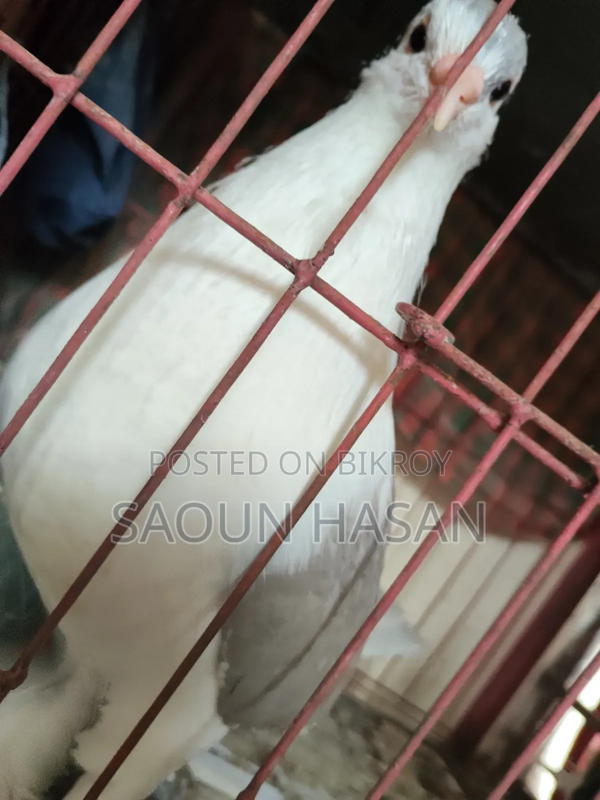 Siraji Pigeon