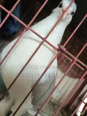 Siraji Pigeon