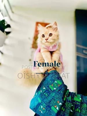 3-6 months Female Purebred Persian