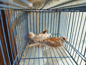 রেড ডায়মন্ড ঘুঘু ব্রিডিং পেয়ার