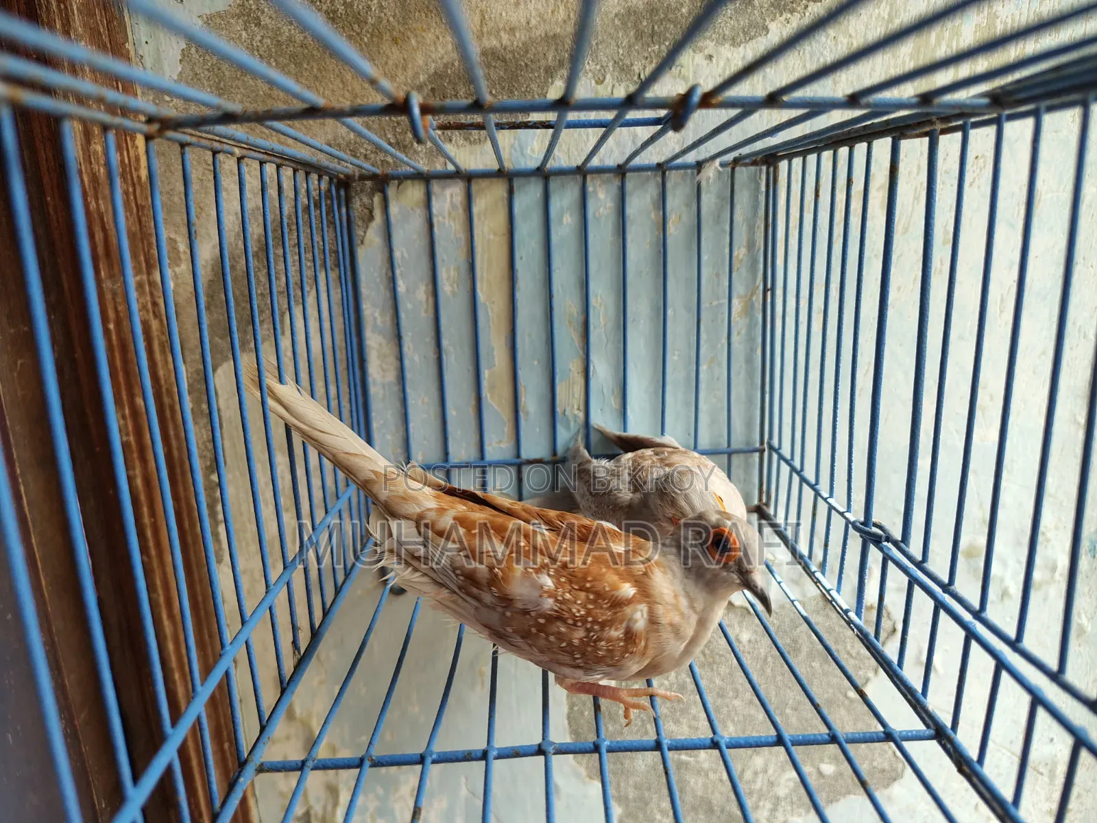 রেড ডায়মন্ড ঘুঘু ব্রিডিং পেয়ার