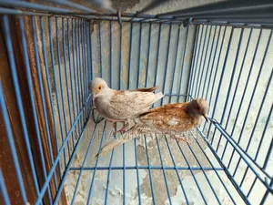 রেড ডায়মন্ড ঘুঘু ব্রিডিং পেয়ার