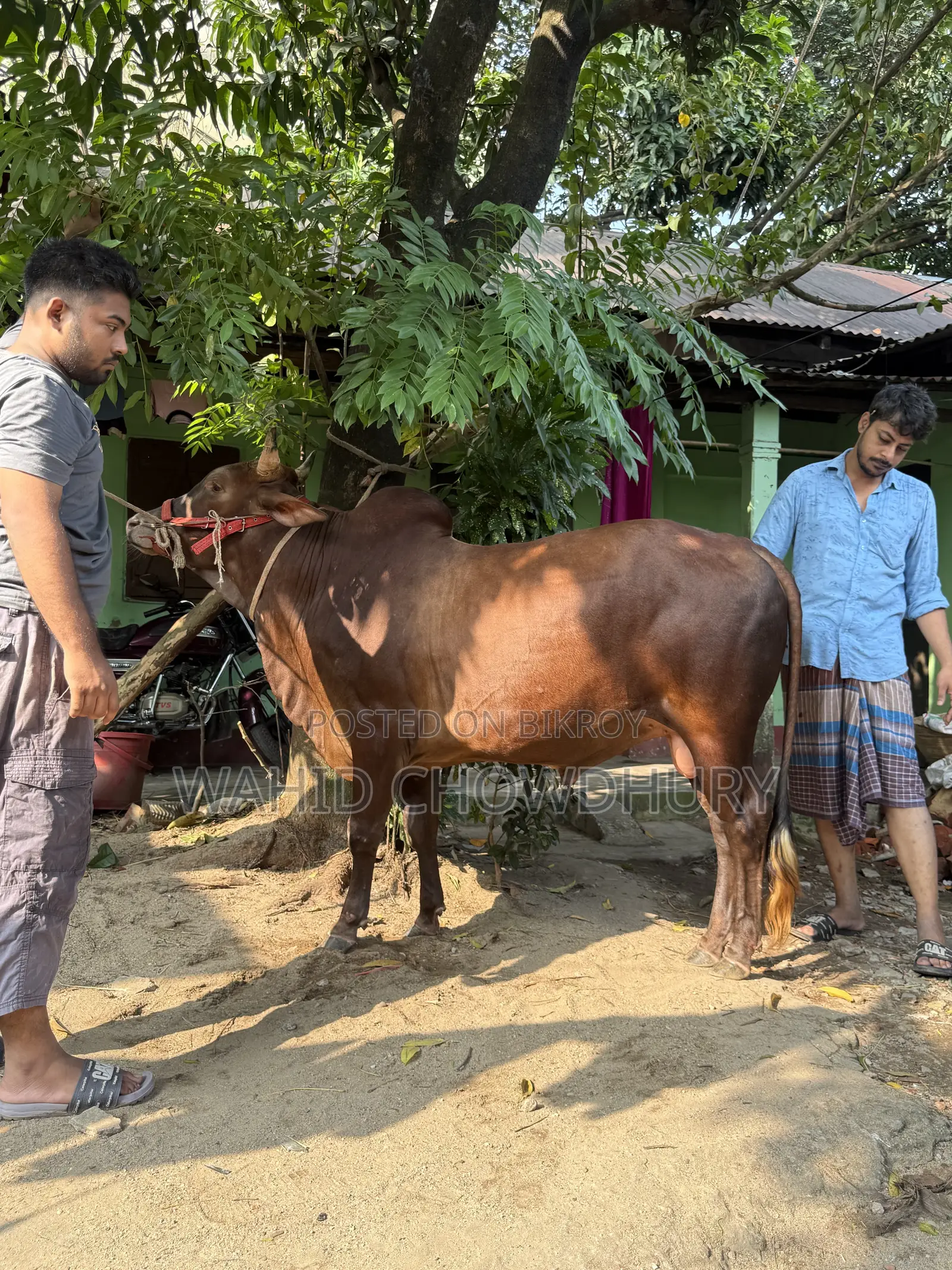 A Local Bull