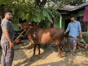 একটি দেশি ষাঁড় গরু