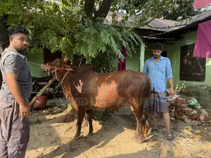 A Local Bull