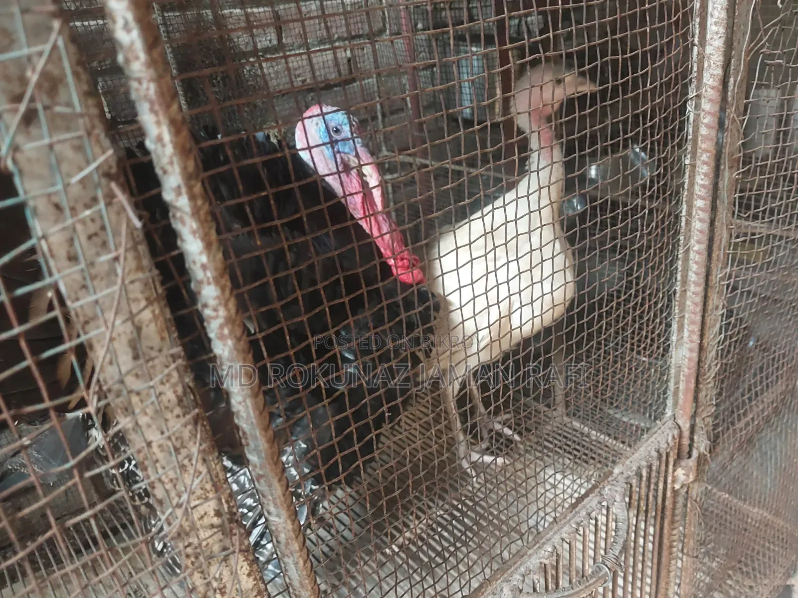 Running Turkey