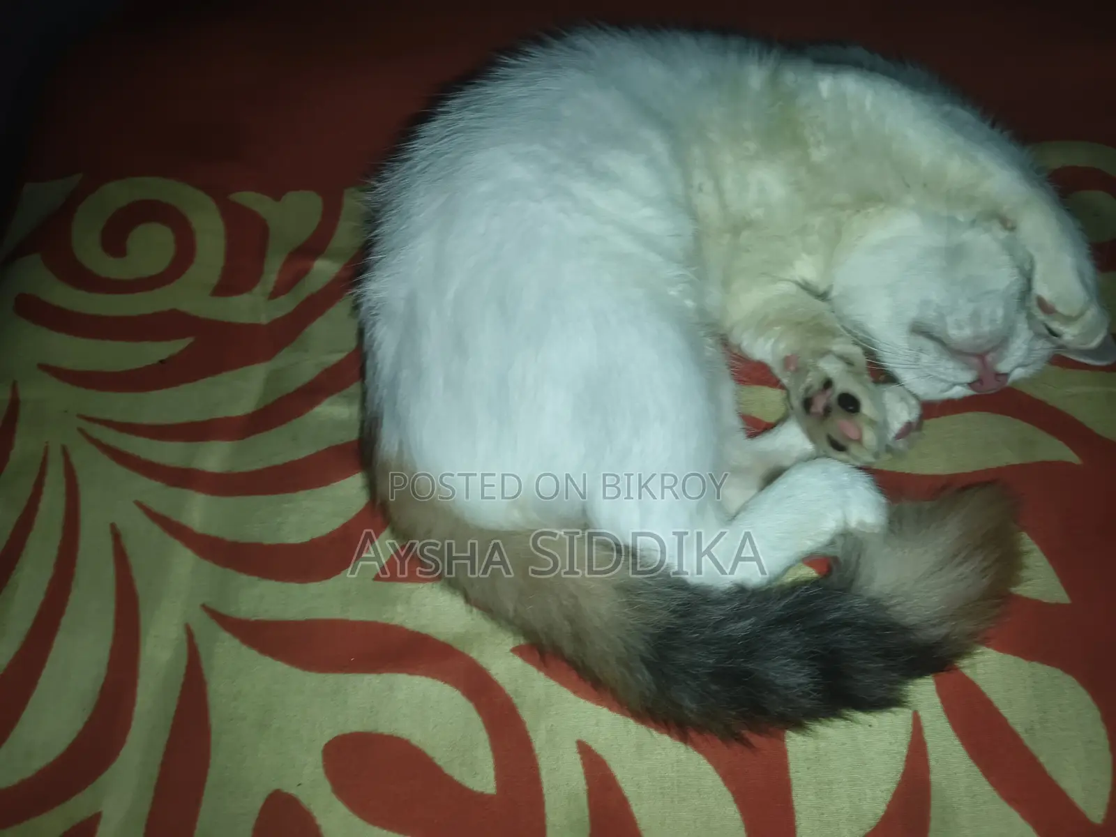 3-6 Months Female Mixed Breed Persian