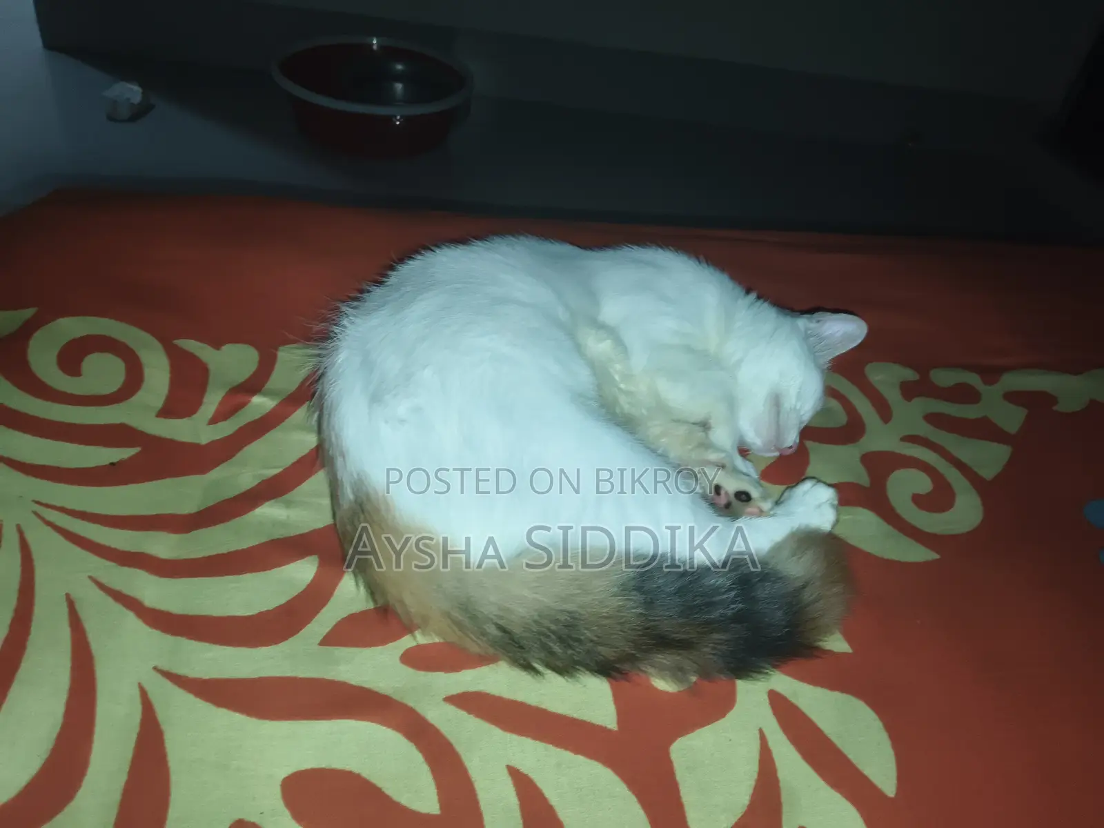 3-6 Months Female Mixed Breed Persian