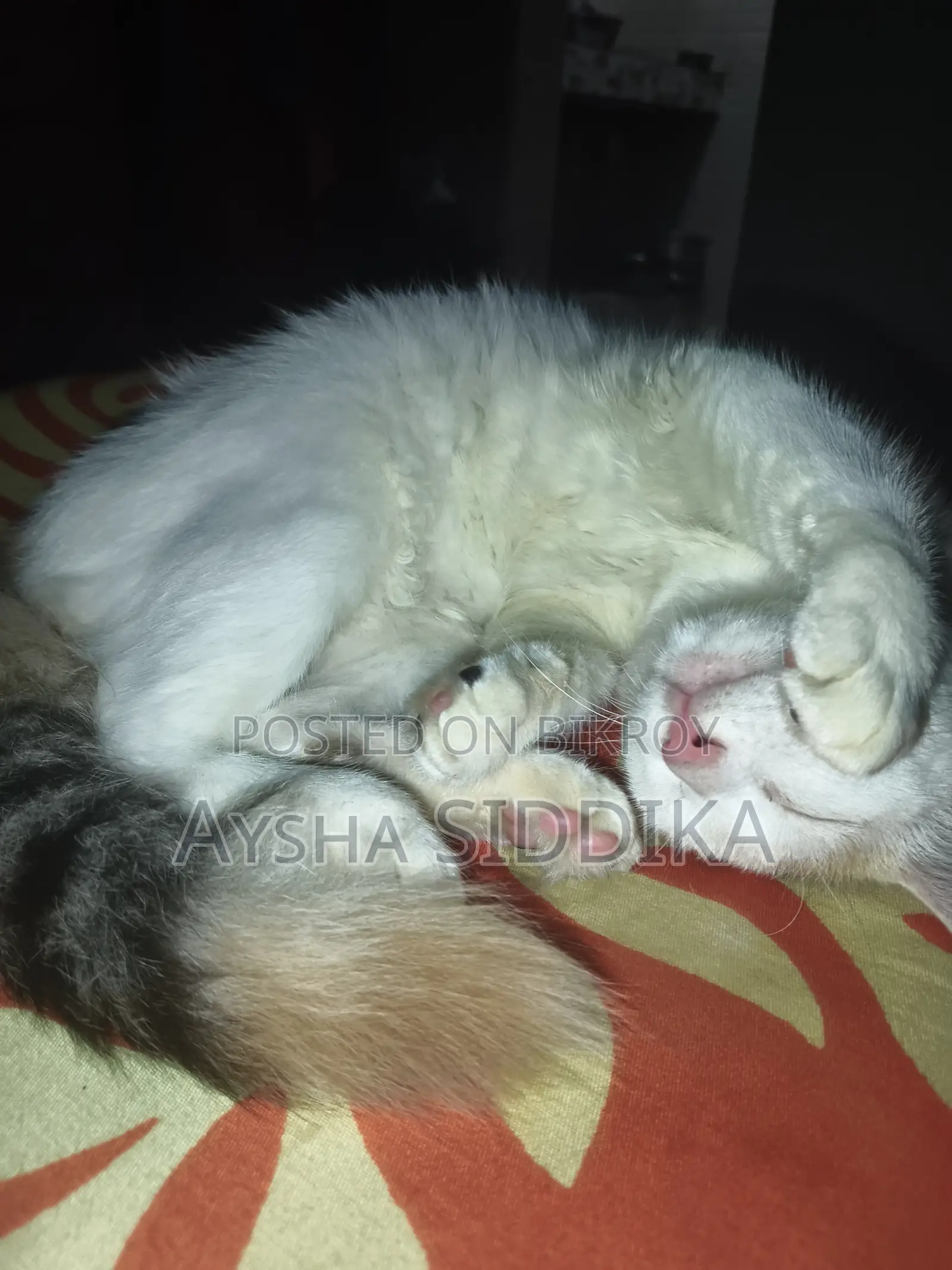 3-6 Months Female Mixed Breed Persian