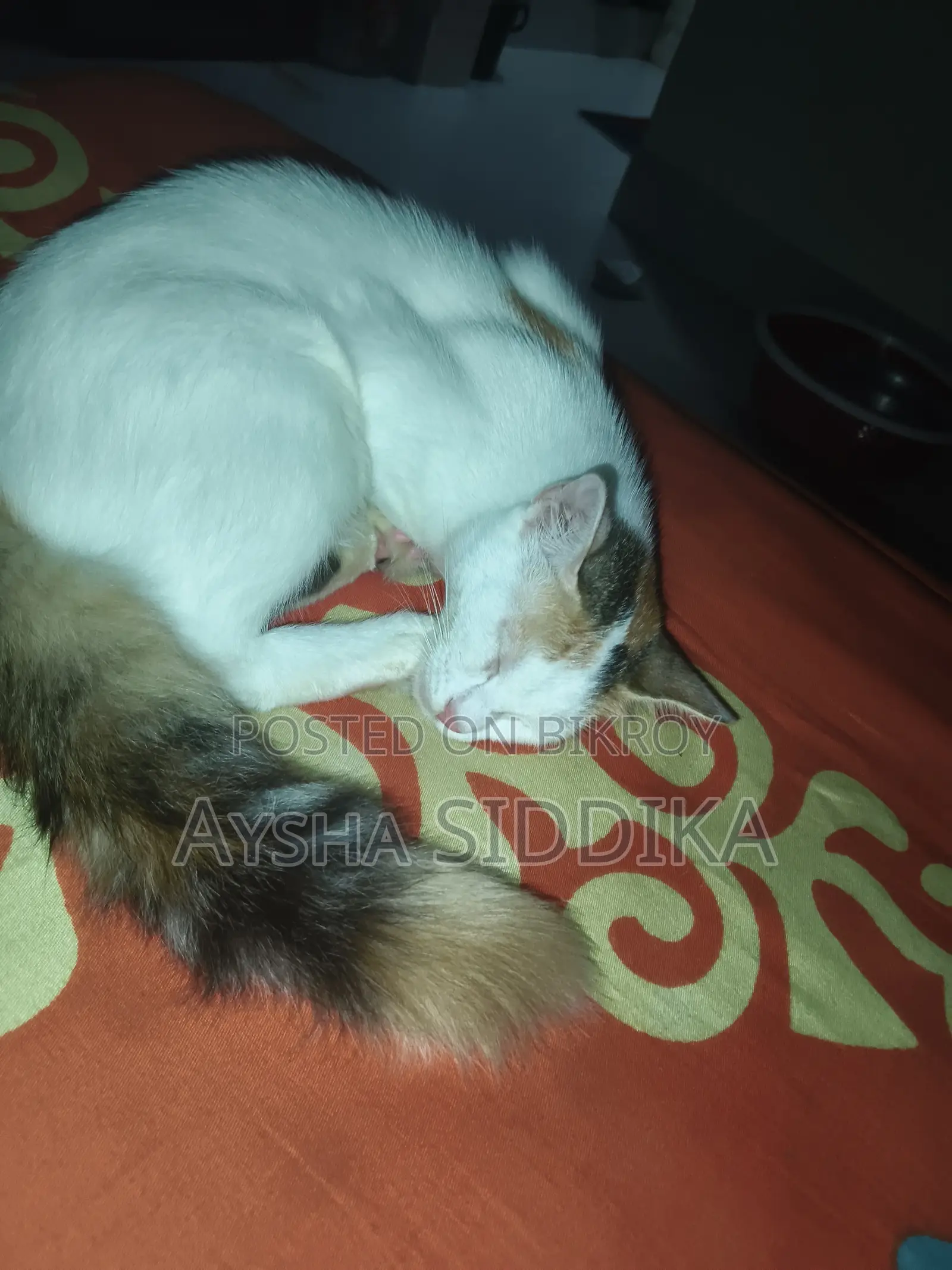 3-6 Months Female Mixed Breed Persian