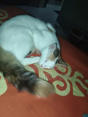 3-6 Months Female Mixed Breed Persian