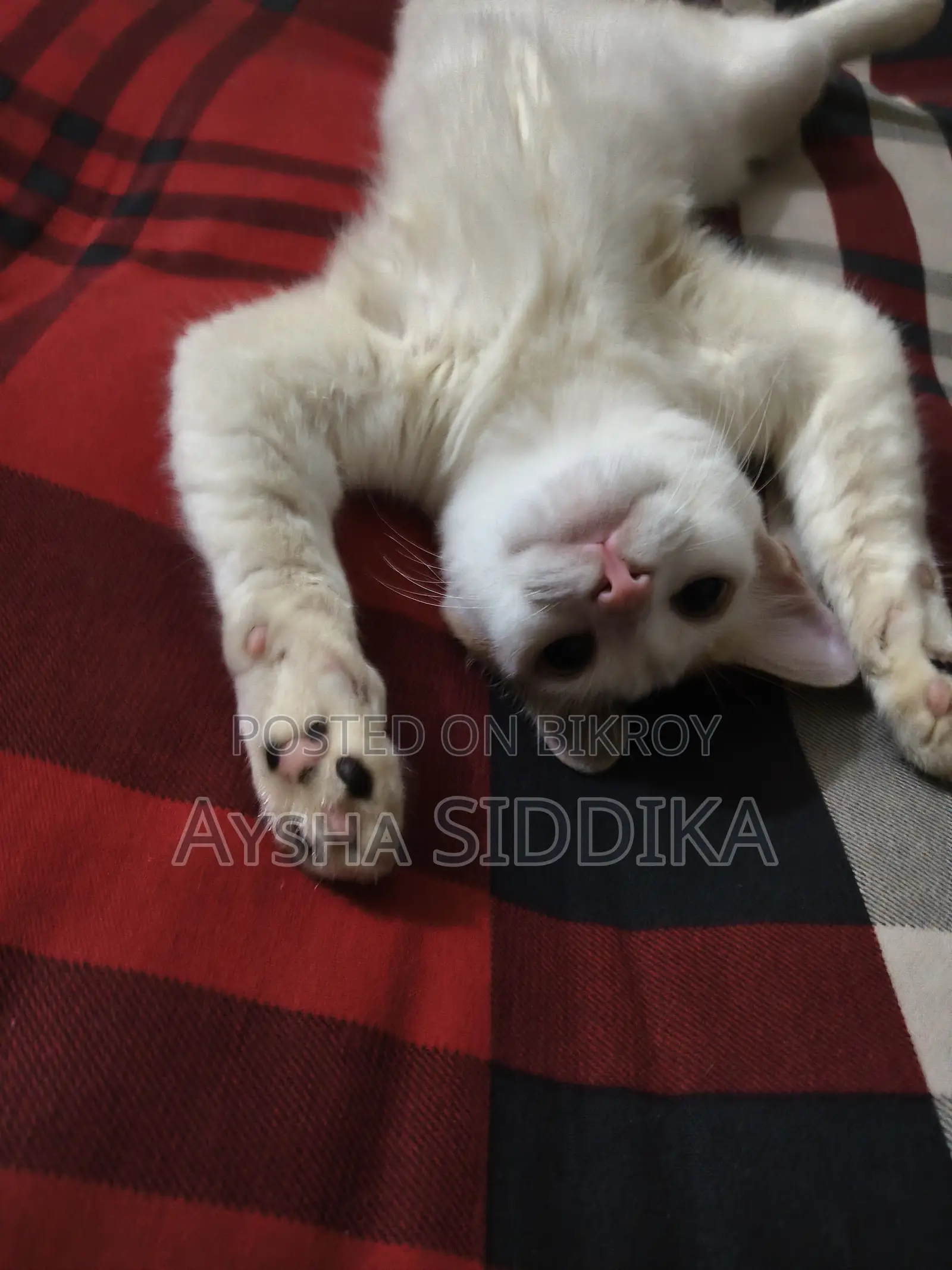 3-6 Months Female Mixed Breed Persian