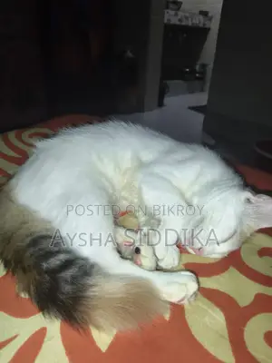 3-6 Months Female Mixed Breed Persian