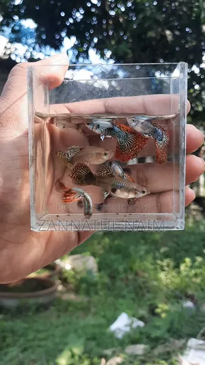 Red Dragon Halfmoon Wholesale Only