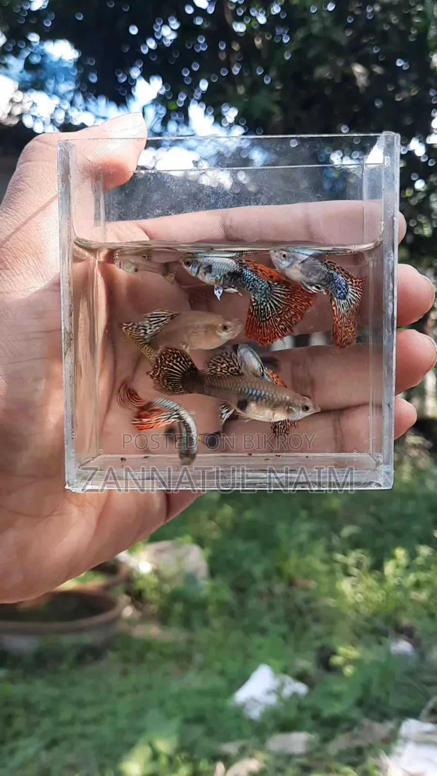 Red Dragon Halfmoon Wholesale Only