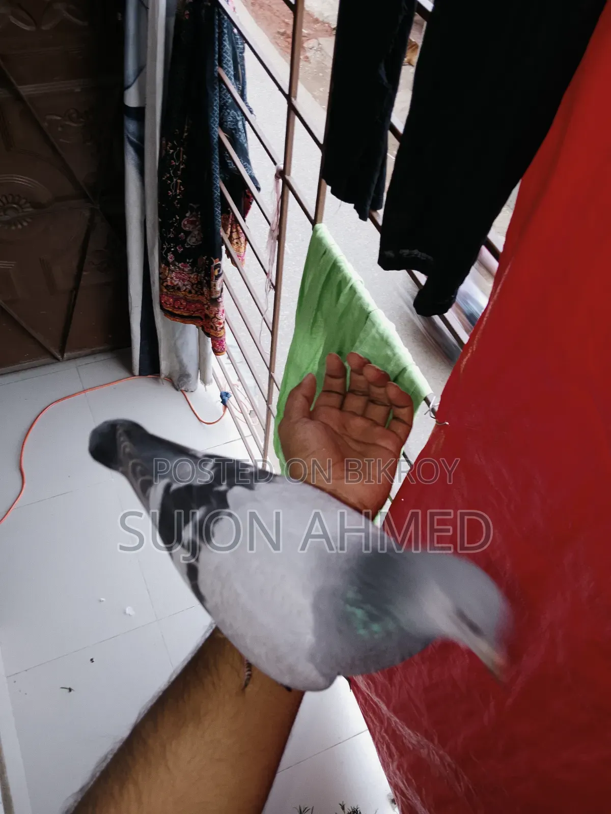 রেসার বেবি