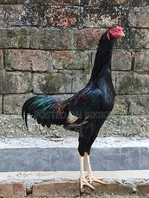 Whistling Duck Hatching Eggs