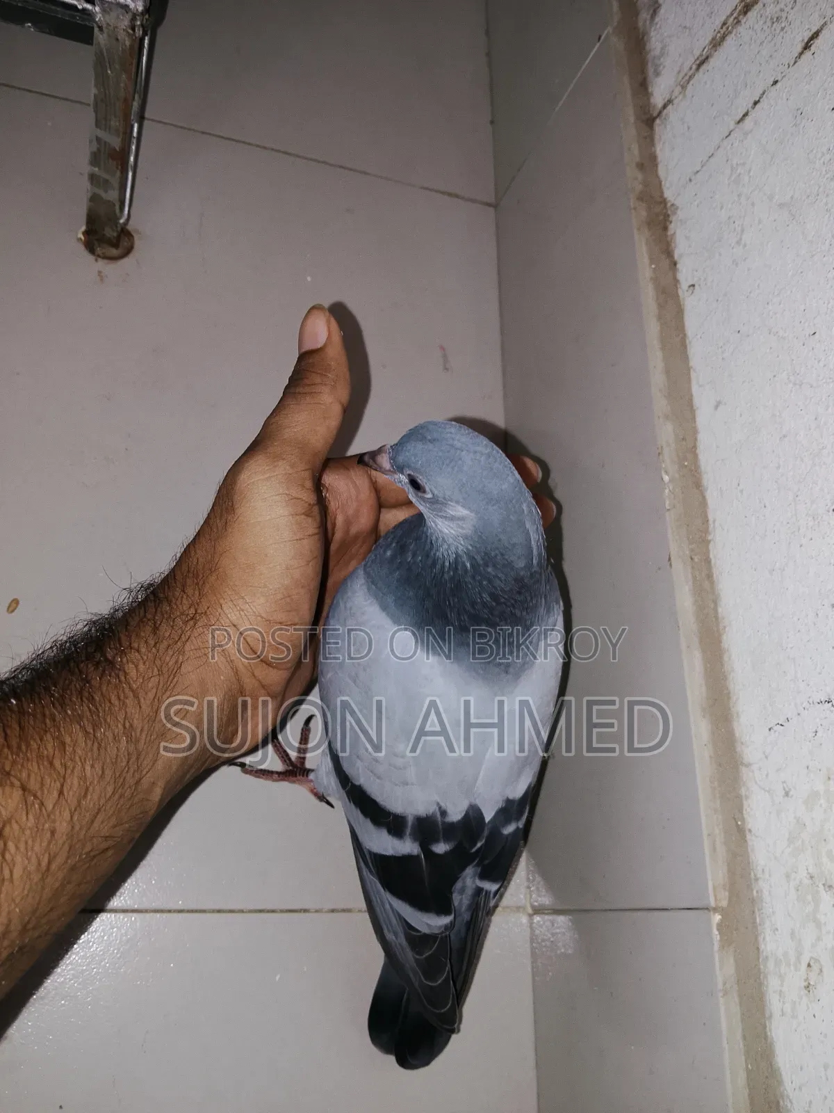 রেসার বেবি