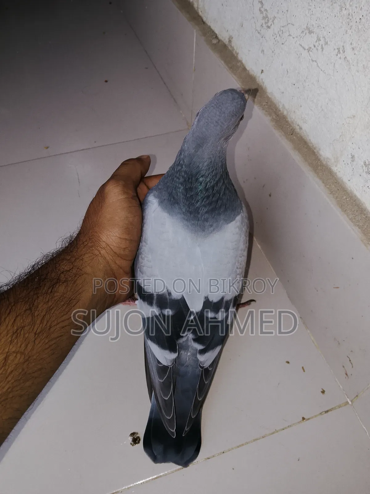 রেসার বেবি