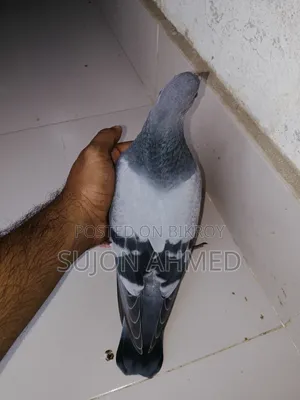 রেসার বেবি