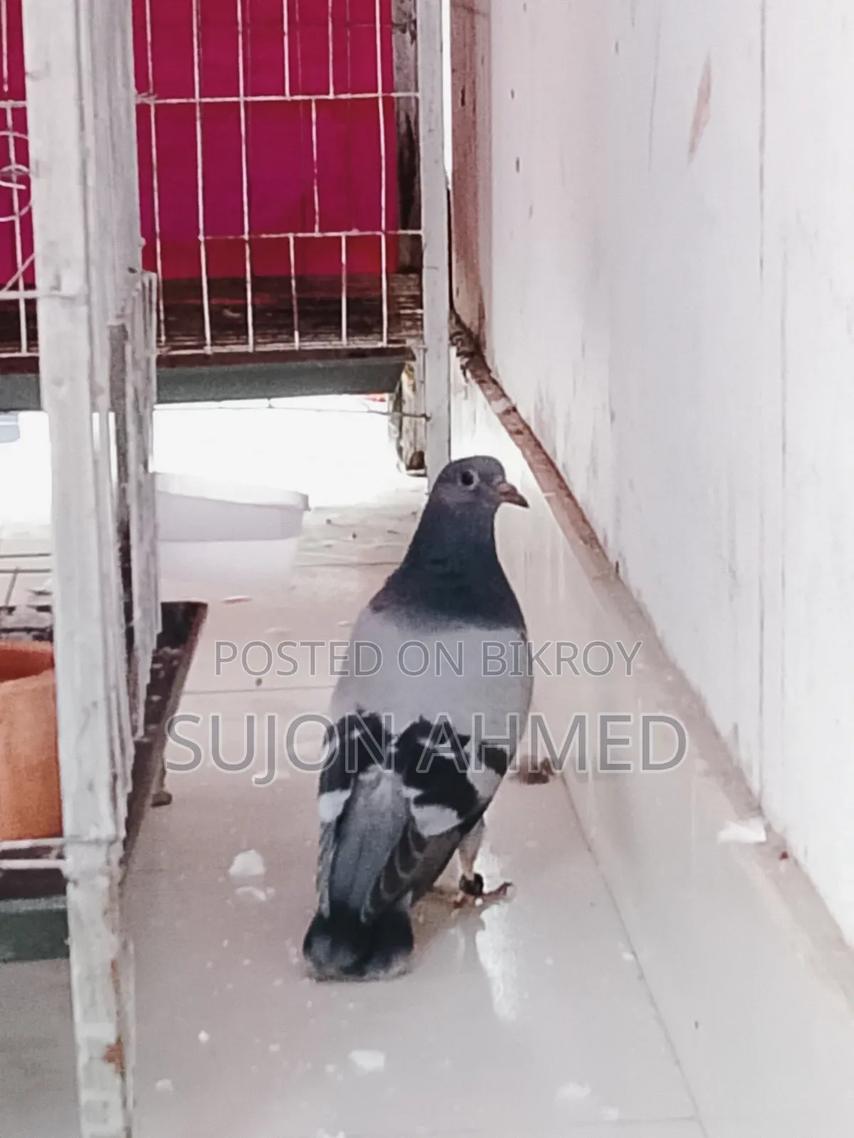 রেসার বেবি
