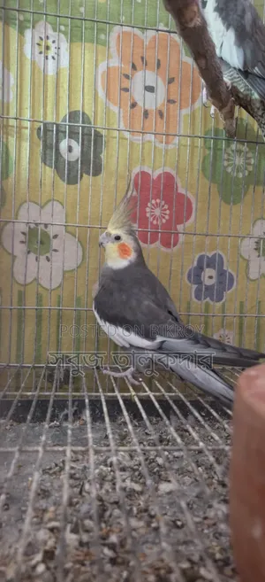 ১ জোড়া রানিং ককাটেল পাখি