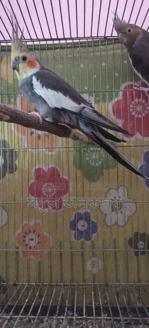 ১ জোড়া রানিং ককাটেল পাখি
