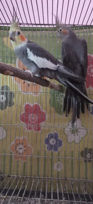 ১ জোড়া রানিং ককাটেল পাখি