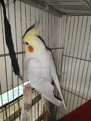 কোকারটেল পাখি