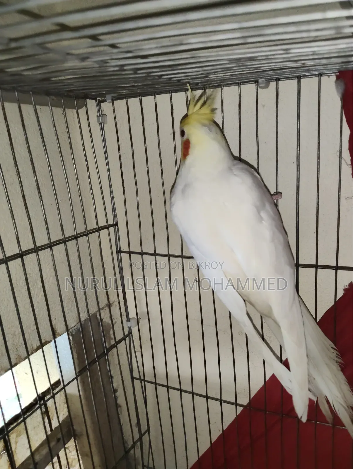 কোকারটেল পাখি