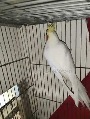 কোকারটেল পাখি