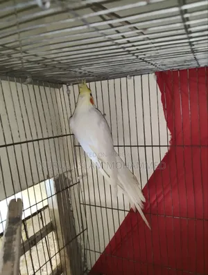 কোকারটেল পাখি