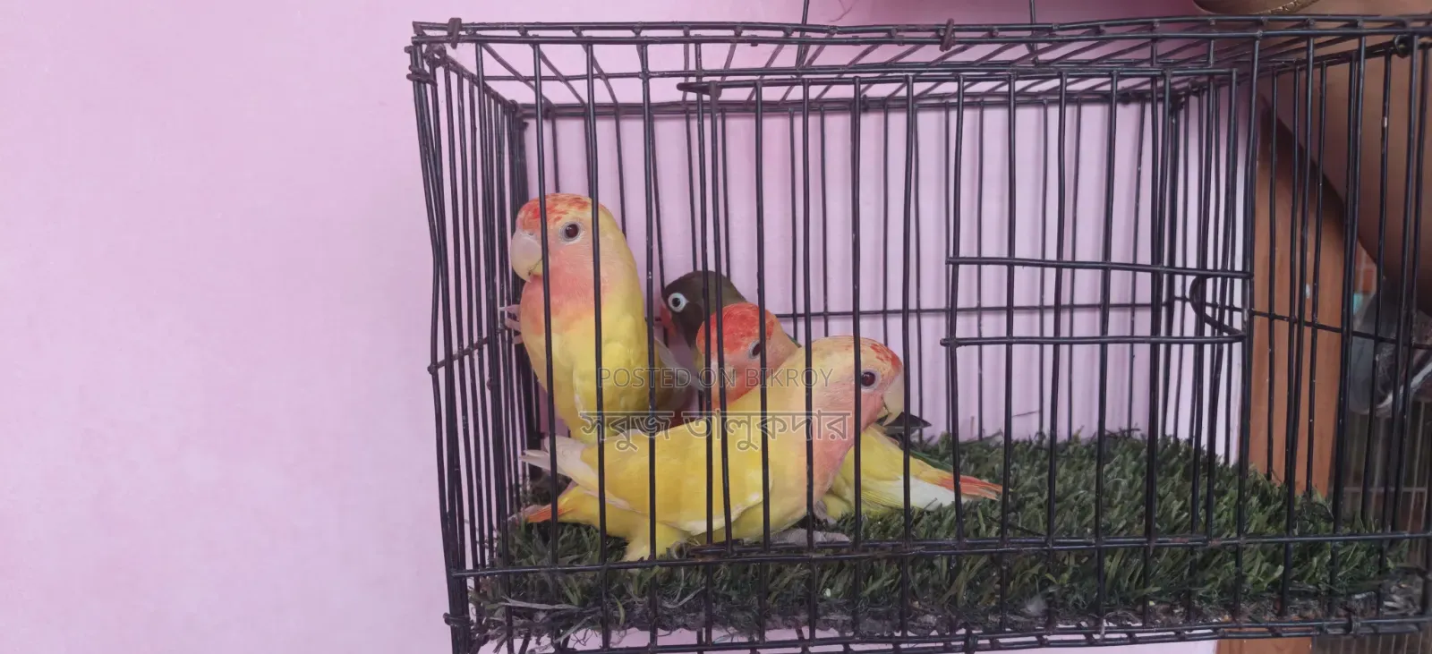লাভ বার্ড নিউ অ্যাডাল্ট