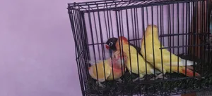 লাভ বার্ড নিউ অ্যাডাল্ট