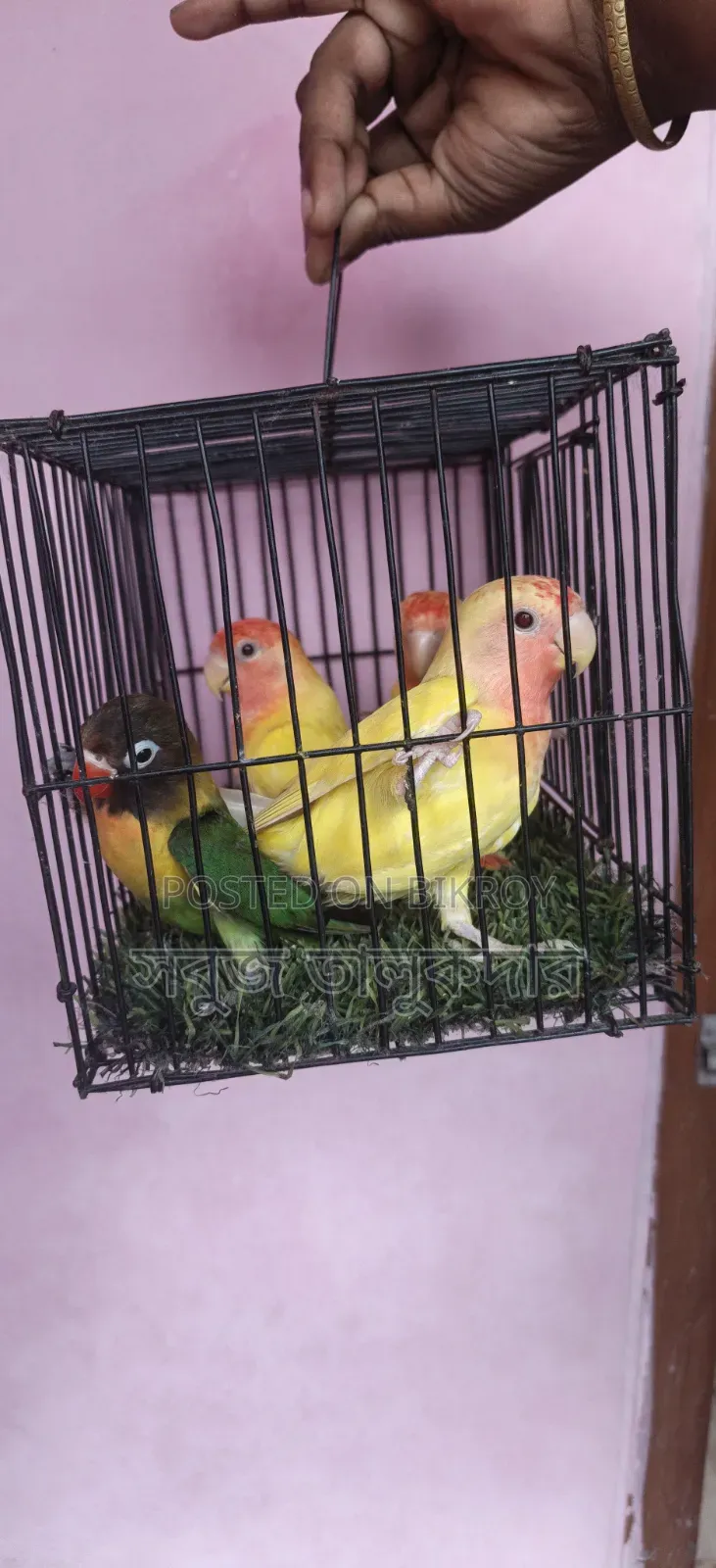 লাভ বার্ড নিউ অ্যাডাল্ট