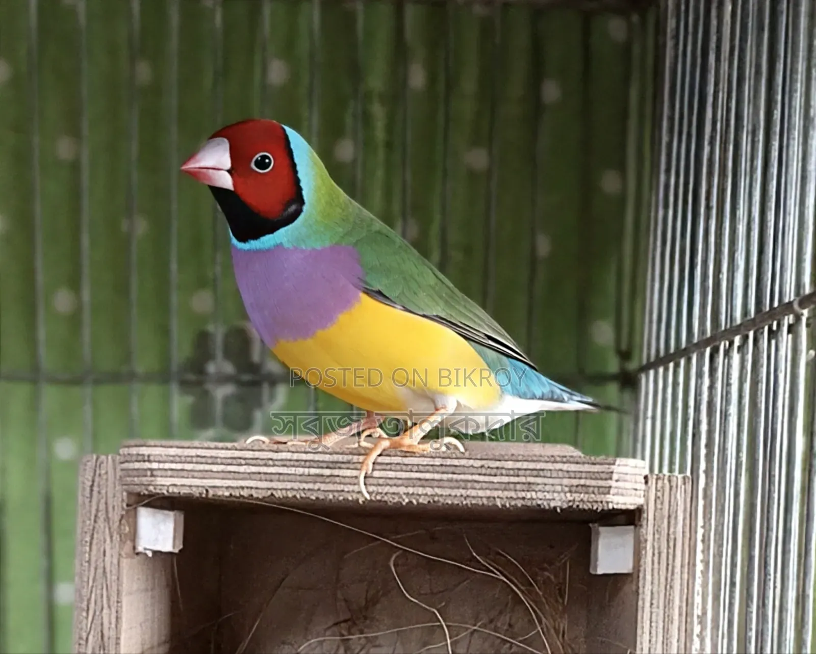 ফিঞ্চ পাখি