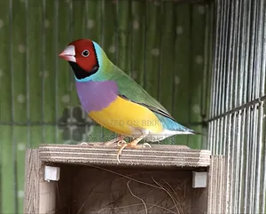 ফিঞ্চ পাখি