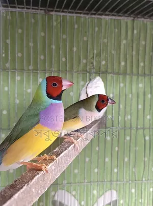 ফিঞ্চ পাখি