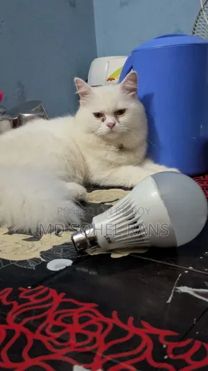 6-12 months Female Purebred Persian