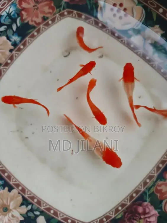 Red Ear Guppy
