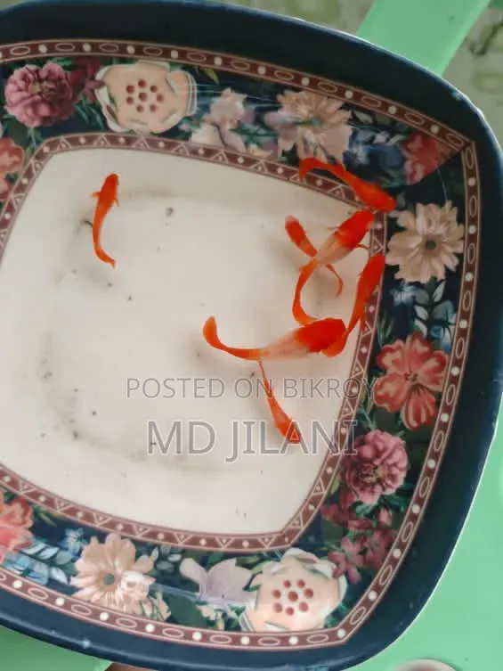 Red Ear Guppy