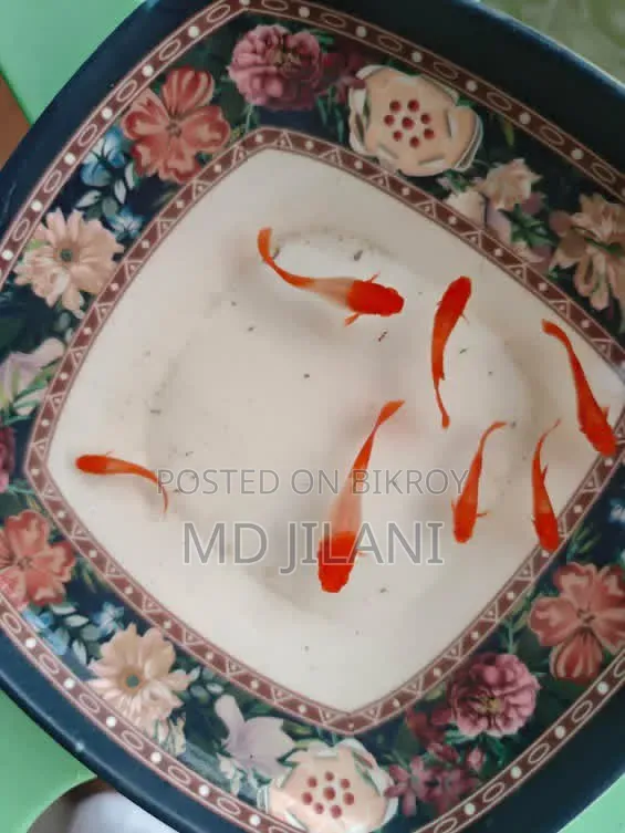 Red Ear Guppy