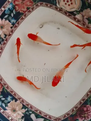 Red Ear Guppy