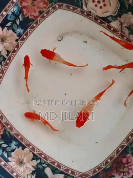 Red Ear Guppy