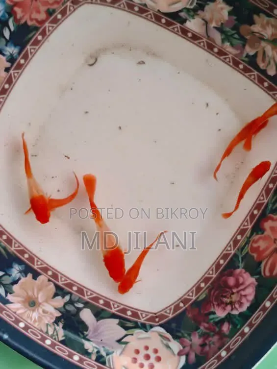 Red Ear Guppy