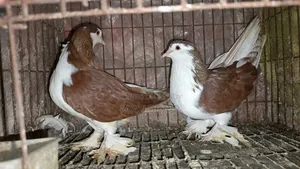 A Pair of Original Lahori Siraji Pigeons for Sale