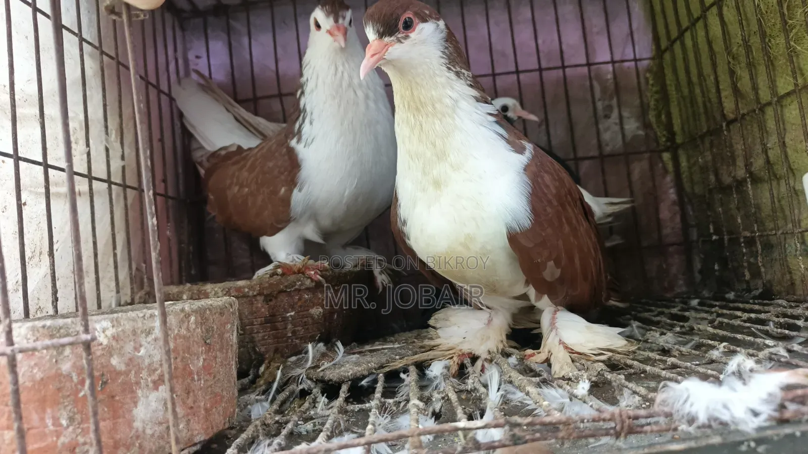 A Pair of Original Lahori Siraji Pigeons for Sale
