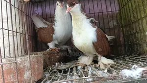 A Pair of Original Lahori Siraji Pigeons for Sale