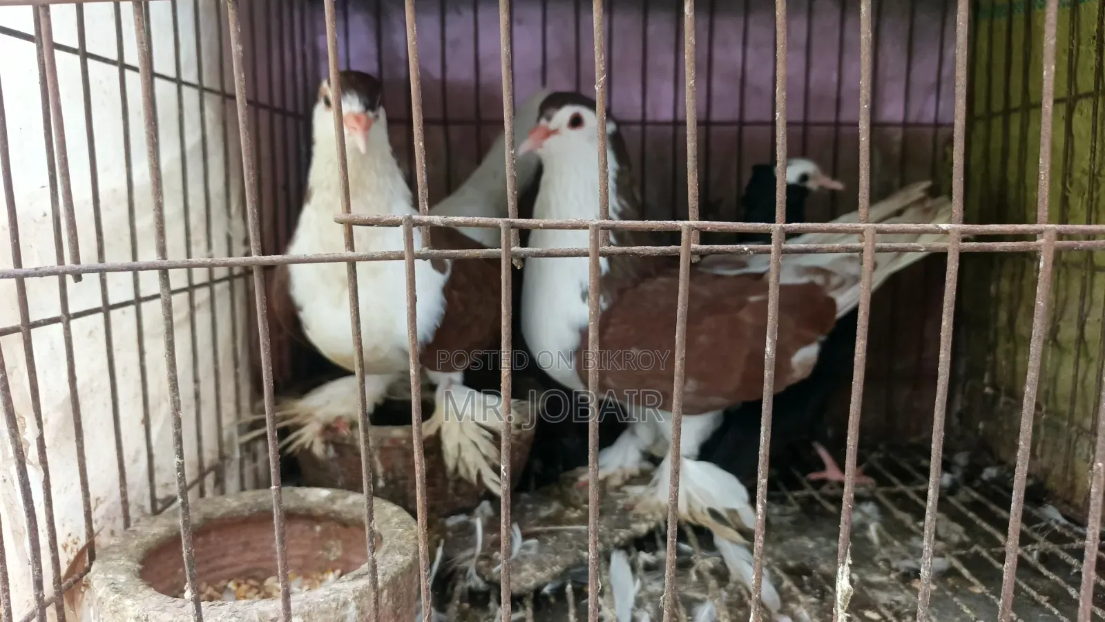 A Pair of Original Lahori Siraji Pigeons for Sale